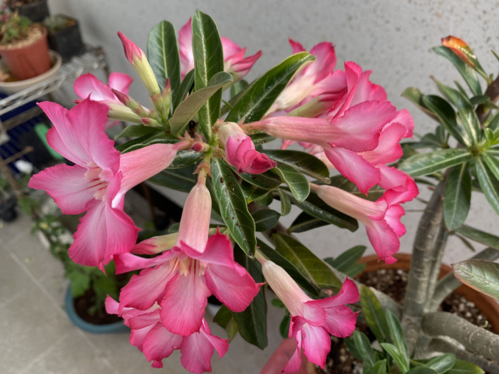 석화 - Adenium obesm, Adenium