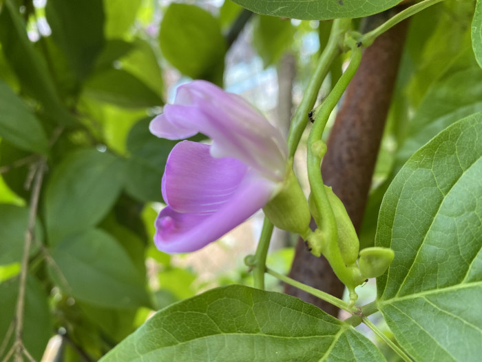 작두콩 - Canavalia ensiformis DC.