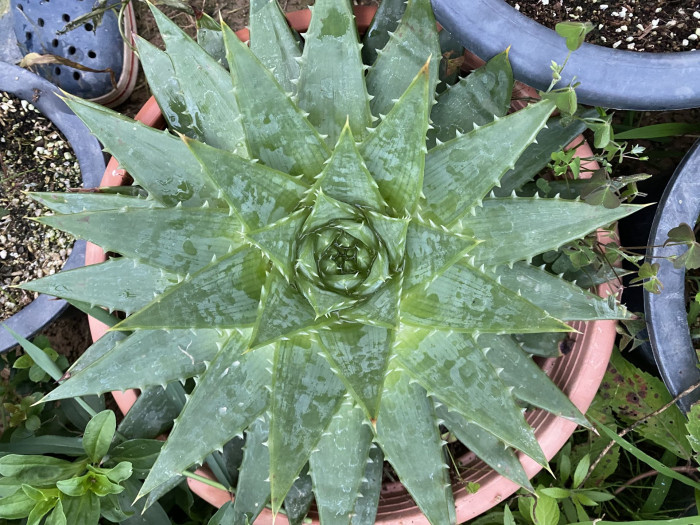 알로에 폴리필라 - Spiral Aloe, Aloe polyphylla
