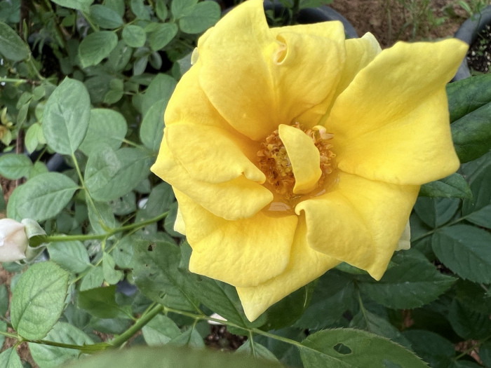 장미 - Rose, Rosa hybrida