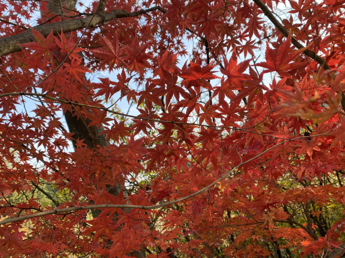 단풍나무 - Acer palmatum Thunb. ex Murray, Acer palmatum Thunb. ex Murray
