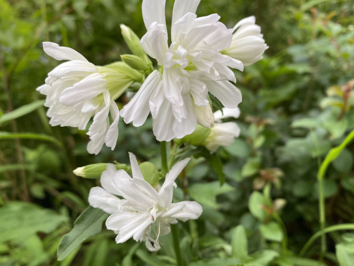 비누풀 - Saponaria officinalis L.