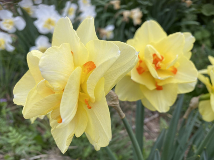 수선화 - daffodil, Narcissus tazetta var. chinensis