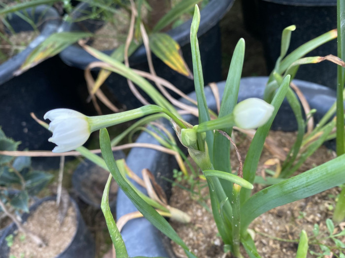 수선화 - daffodil, Narcissus tazetta var. chinensis