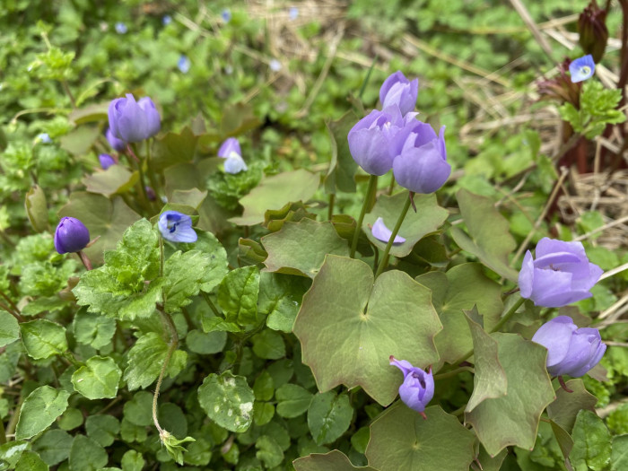 깽깽이풀 - Jeffersonia dubia