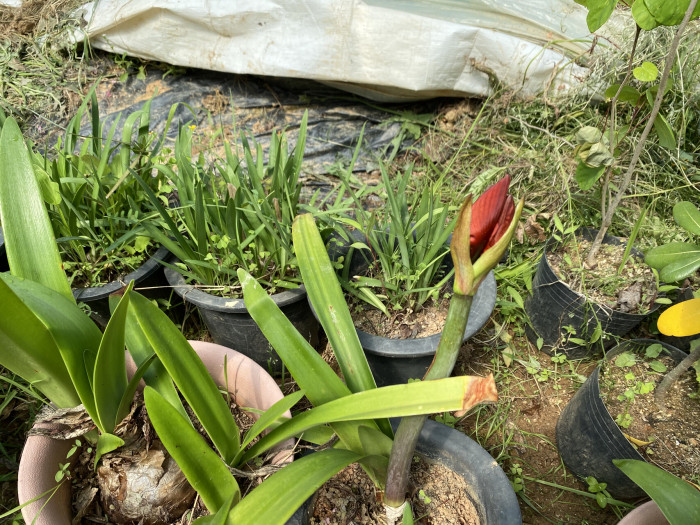 아마릴리스 - amaryllis, Hippeastrum puniceum (Lam.) Voss