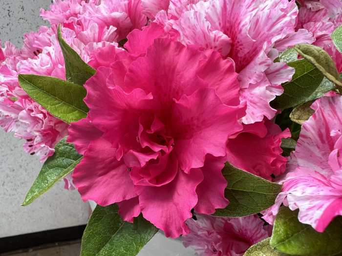 철쭉 - Deciduous Azalea, Rhododendron schlippenbachii Maxim.
