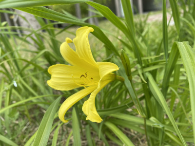 원추리 사진 - Hemerocallis fulva Photos