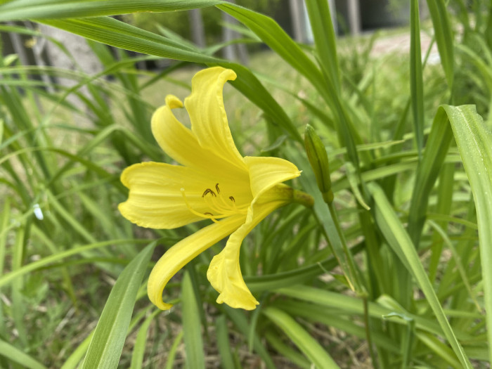 원추리 - Hemerocallis fulva