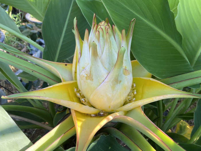 황금연꽃바나나 - Chinese yellow banana, Chinese dwarf banana, Golden lotus banana, Ensete lasiocarpum, Musella lasiocarpa