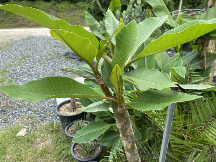 러브하와이 - Flumeria, Plumeria Alba