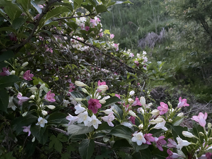 병꽃나무 - Weigela subsessilis