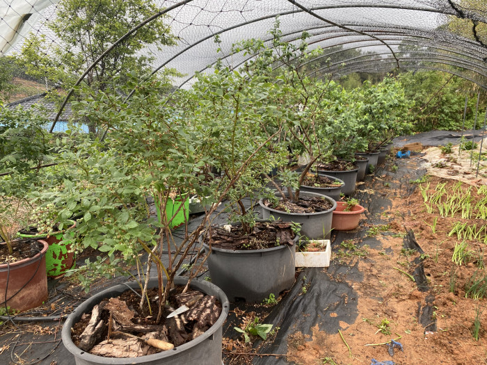 블루베리 - Blueberry, Vaccinium spp.