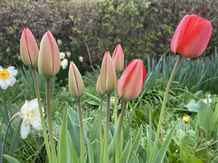 튤립 - Tulip, Tulipa gesneriana