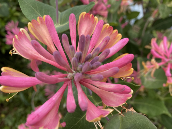 붉은인동 - Honey suckle, Lonicera periclymenum L.