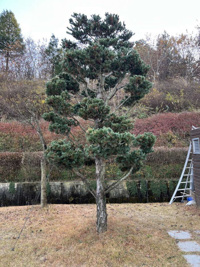 섬잣나무 - Pinus parviflora Siebold & Zucc.