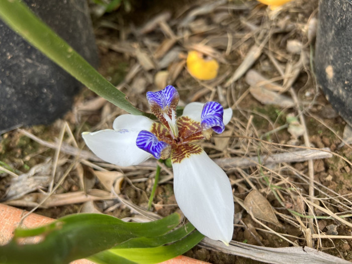 워킹아이리스 - Walking Iris, Neomarica gracilis