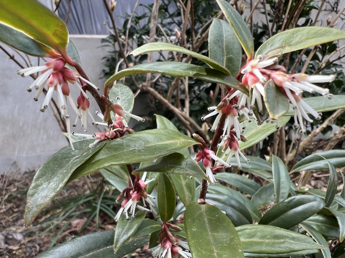 향회양목 - Sarcococca Hookeriana