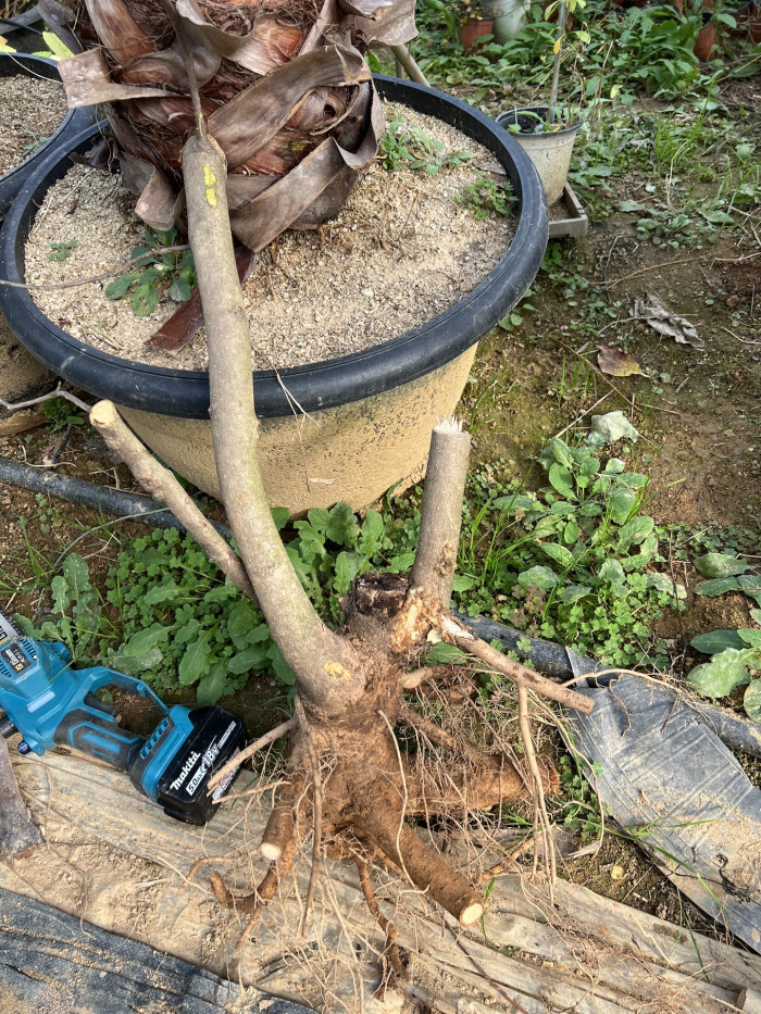 목련 - Magnolia Kobus