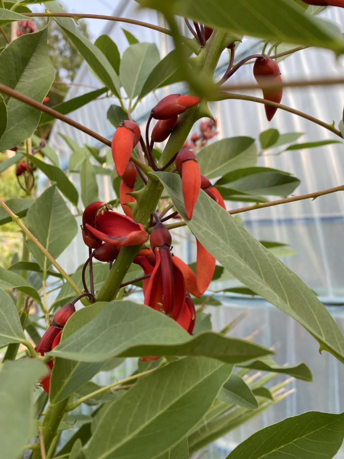 브라질 산호나무 - cockspur coral tree, Erythrina crista-galli L.