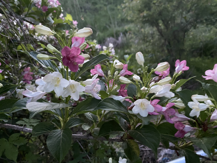 병꽃나무 - Weigela subsessilis