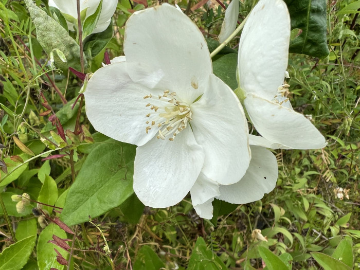 고광나무 - Korean mock orange, Philadelphus schrenkii Rupr. var. schrenkii