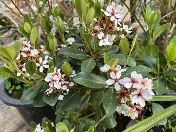 다정큼나무 - Rhaphiolepis indica (L.) Lindl. var. umbellata (Thunb.) Ohashi
