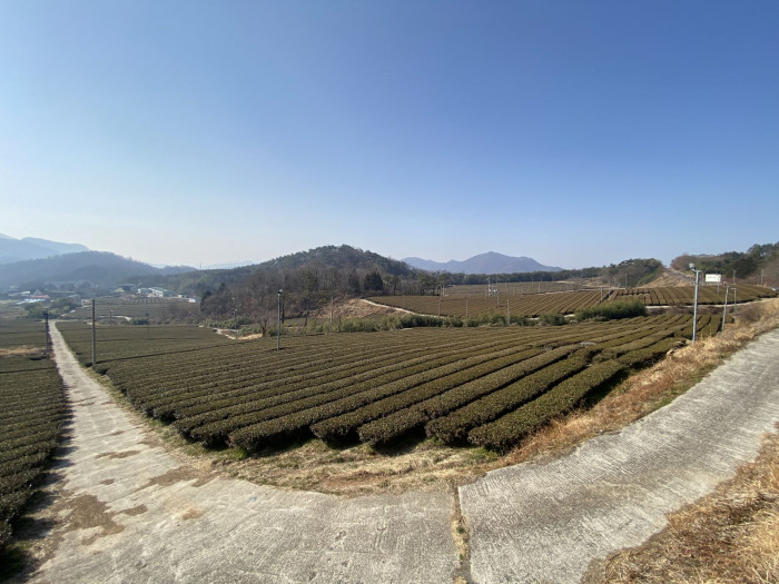 차나무 - camellia, Camellia sinensis L.