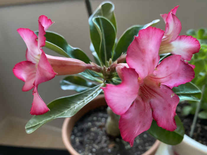 석화 - Adenium obesm, Adenium