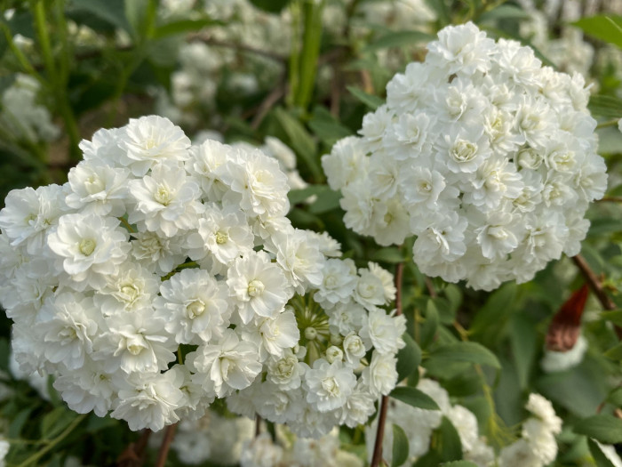 만첩조팝나무 - Spiraea prunifolia Siebold & Zucc.