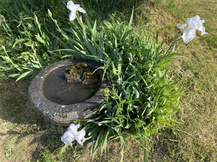 독일붓꽃 - German iris, Iris germanica L.
