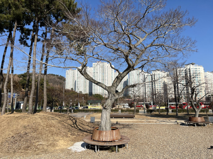 팽나무 - Celtis Sinensis