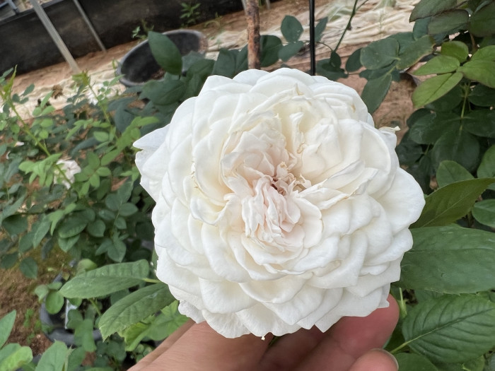 장미 - Rose, Rosa hybrida