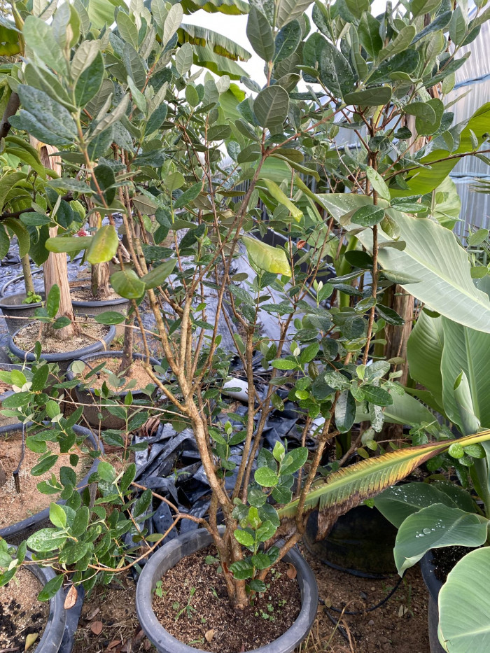 페이조아 - Feijoa, Feijoa sellowiana o.berg
