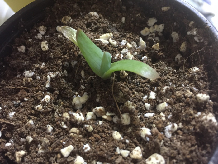 알로에 폴리필라 - Spiral Aloe, Aloe polyphylla