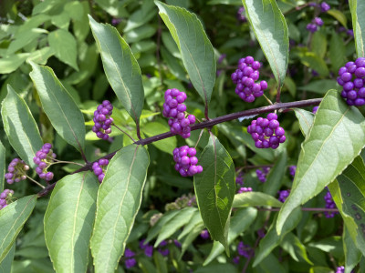 좀작살나무 사진 - Callicarpa dichotoma (Lour.) K.Koch Photos