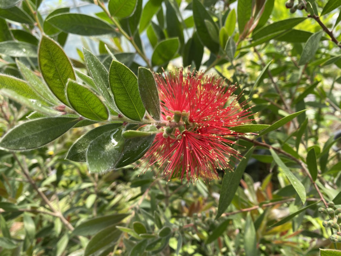 병솔나무 - Bottlebrush, Callistemon lanceolatus