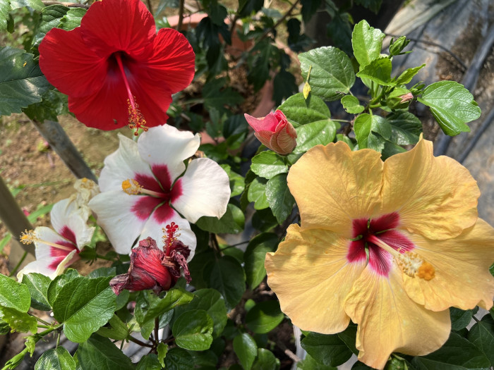 하와이무궁화 - Hibiscus Rosa-sinesis
