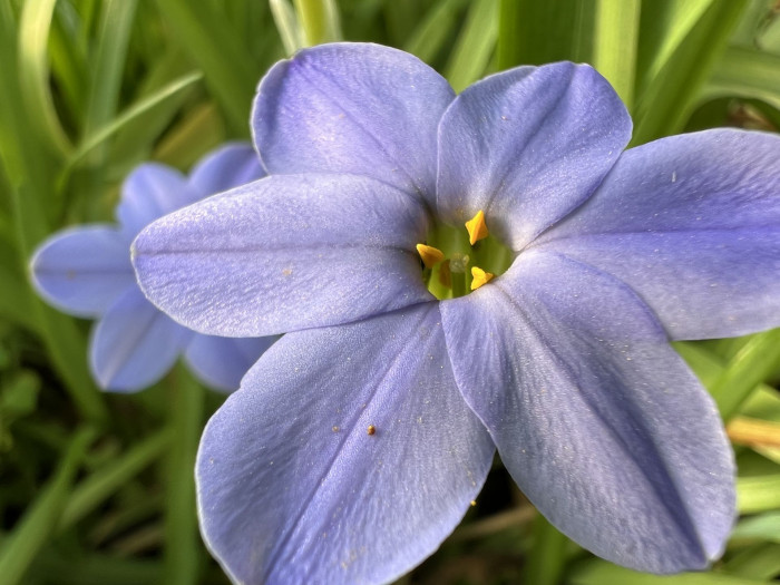향기별꽃 - starflower, spring starflower, Ipheion uniflorum