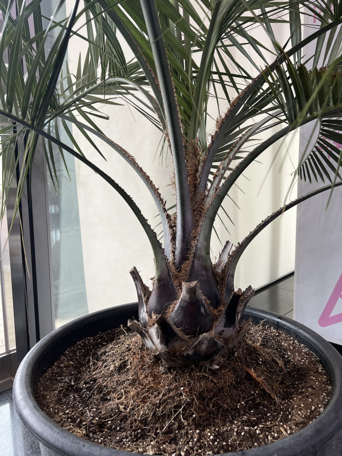 뷰티아야자 - Butia Odorata
