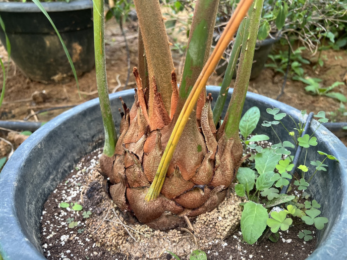 디바오소철 - Cycas Debaoensis