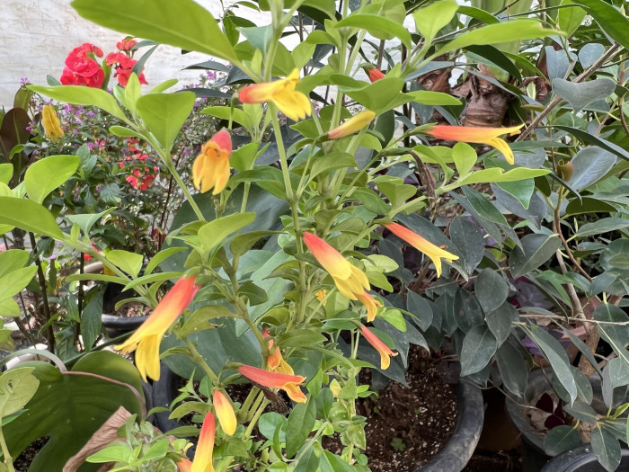 브라질리안 후크시아 - Brazilian fuchsia