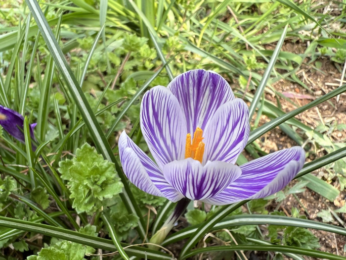 크로커스 - Crocus, Crocus spp.