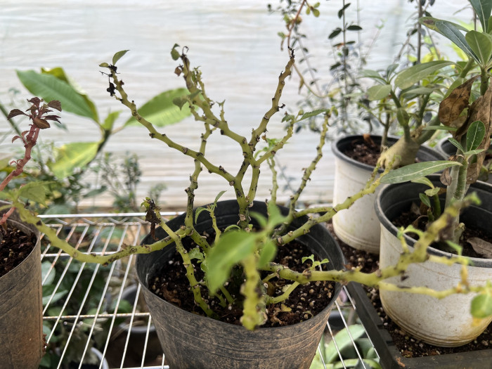 아프리카봉선화 - Impatiens