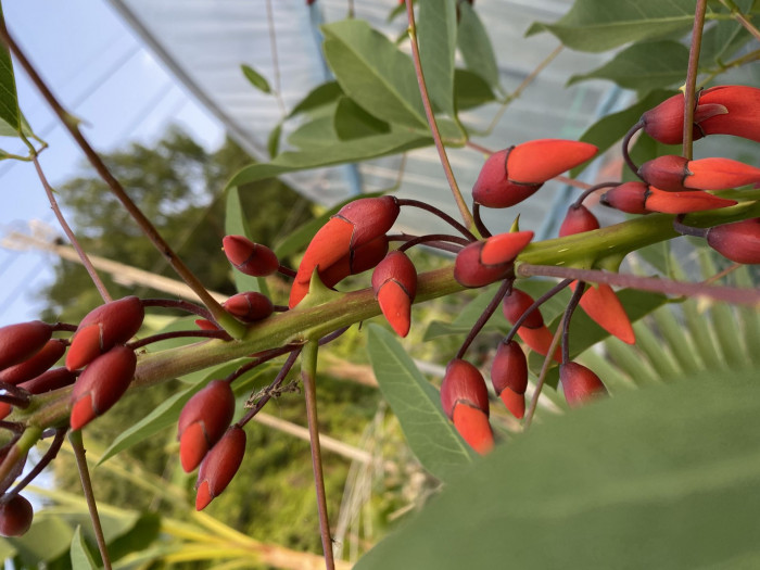 브라질 산호나무 - cockspur coral tree, Erythrina crista-galli L.