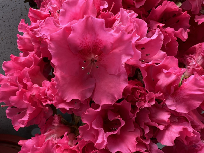 철쭉 - Deciduous Azalea, Rhododendron schlippenbachii Maxim.
