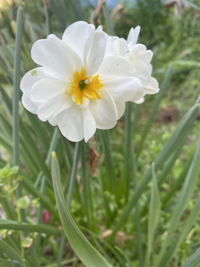 수선화 - daffodil, Narcissus tazetta var. chinensis