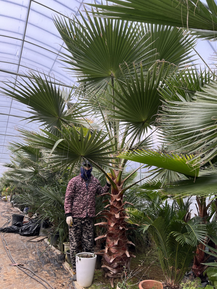 워싱턴야자 - Washington palm, California Fan Palm, Washingtonia filifera