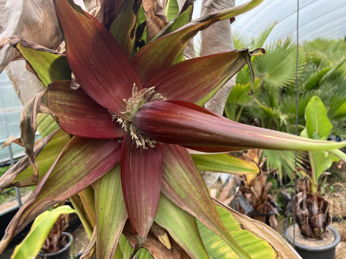 나무바나나 - False Banana,Ethiopian Banana, Ensete ventricosum
