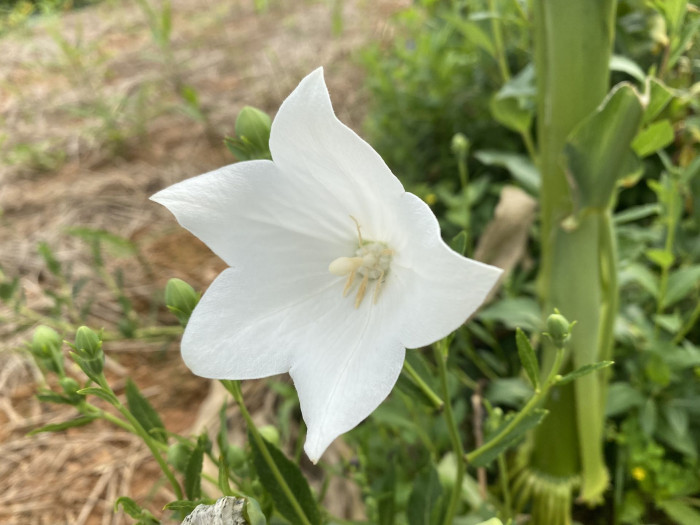 백도라지 - Platycodon grandiflorum for. albiflorum (Honda) H.Hara